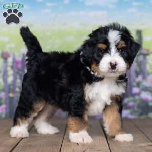 Dakota, Mini Bernedoodle Puppy